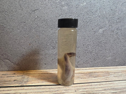 Grey Tortiseshell Cat Tongue Wet Specimen