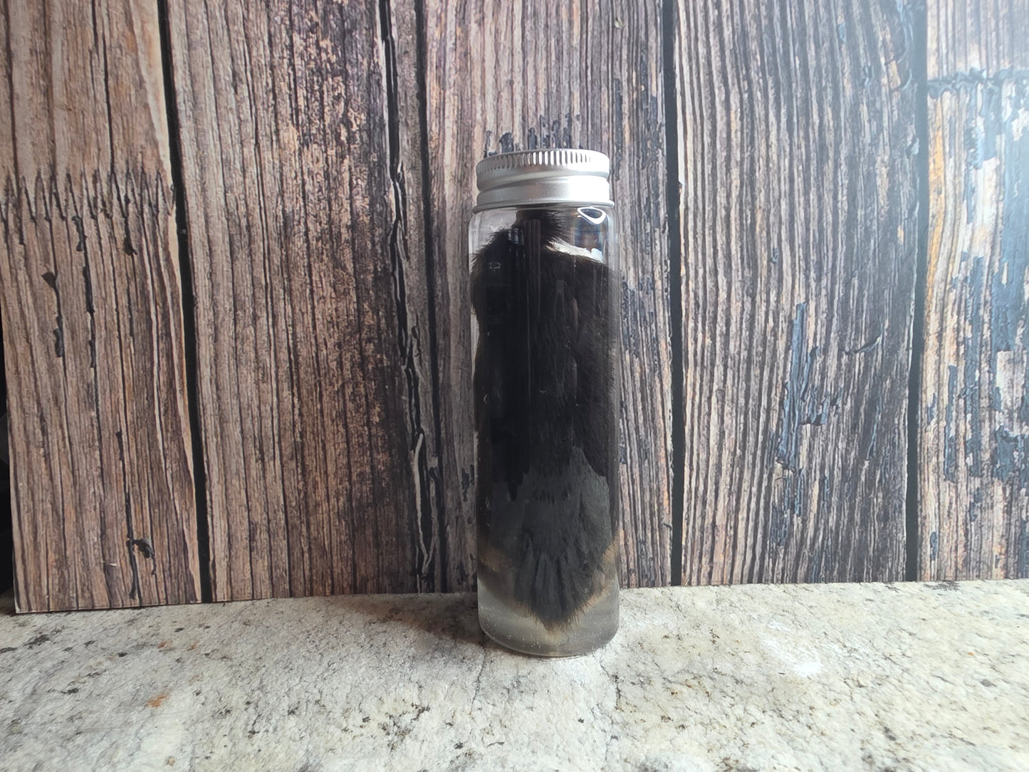 Red Fox Paw Wet Specimen