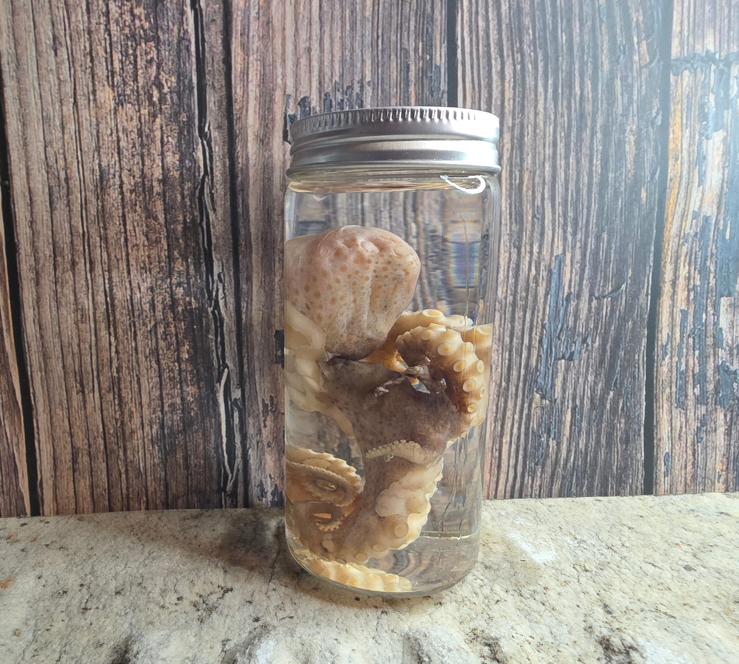 Octopus Wet Specimen (Pathological, Silver Lid Sm)