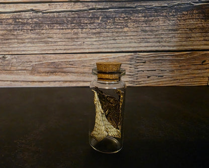 Prairie Rattlesnake Head Skin Curio Vial (Sm.)