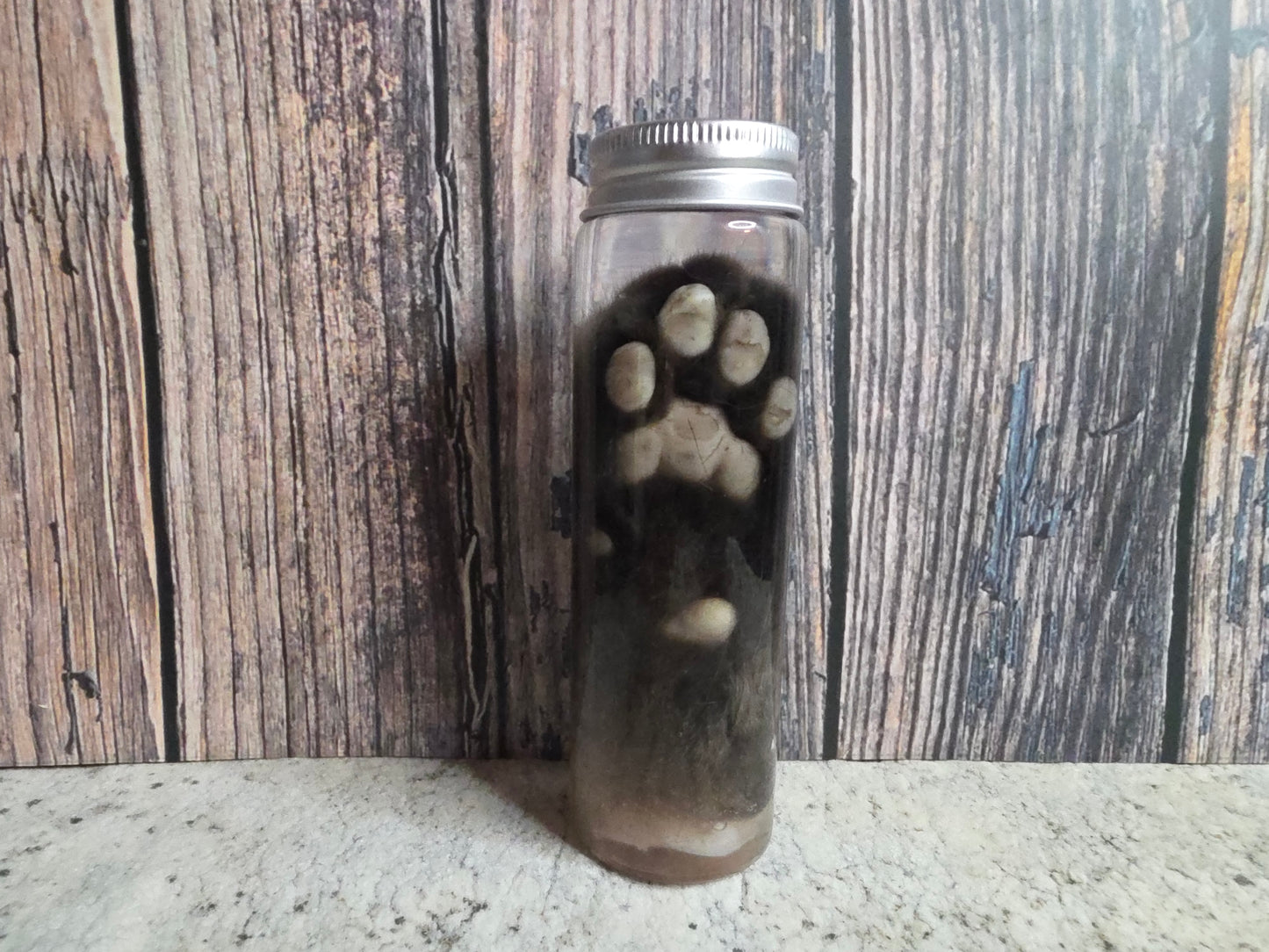 Siamese Cat Paw Wet Specimen