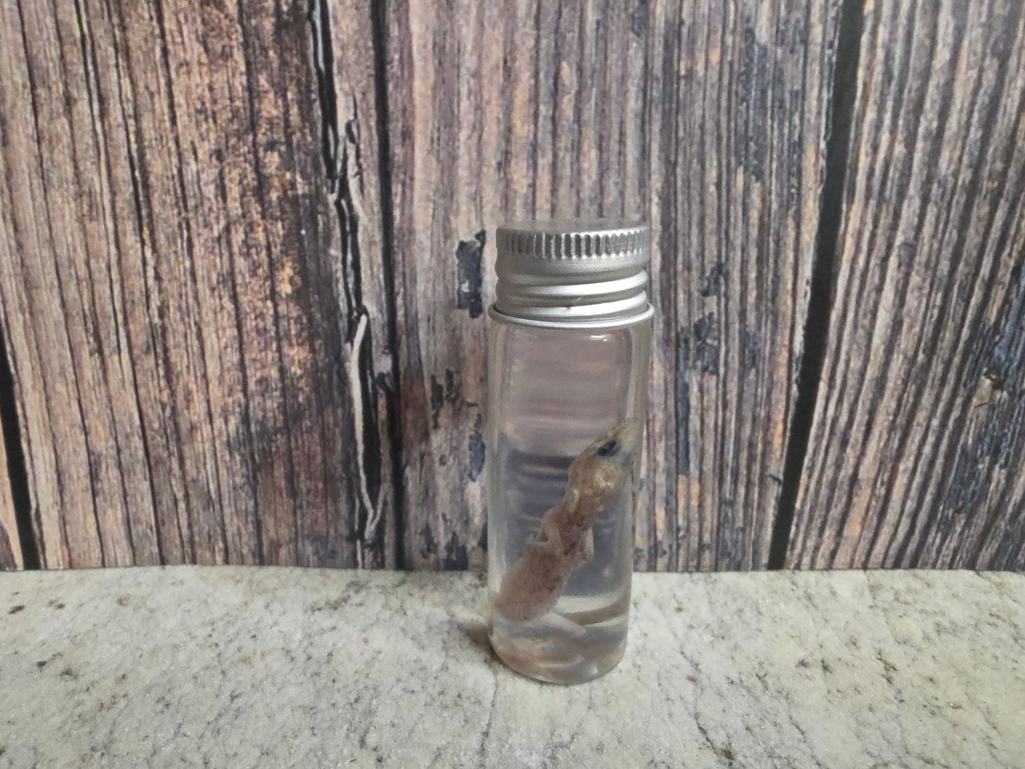Gecko Wet Specimen (#1)