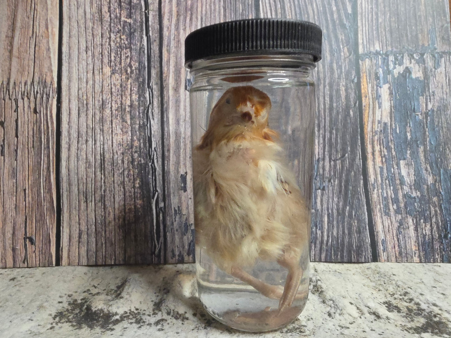 Red Domestic Chick Wet Specimen (#1)
