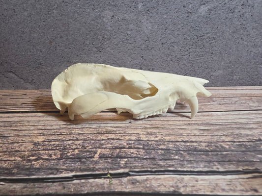 Imperfect Virgina Opossum Skull (LG Upper)