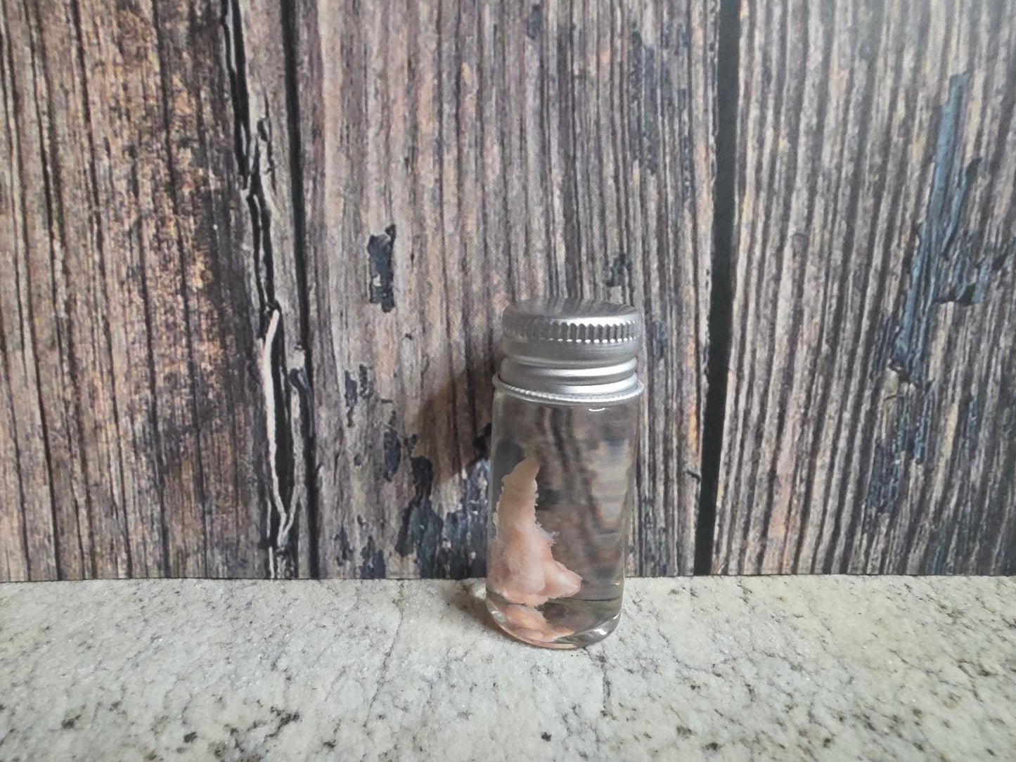 Wild Rabbit Penis Wet Specimen