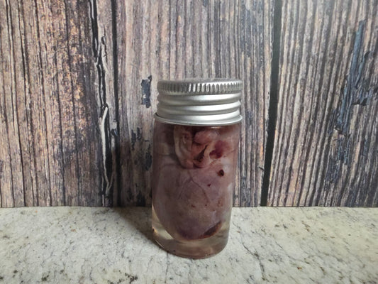 Imperfect Virginia Opossum Heart Wet Specimen (#1)