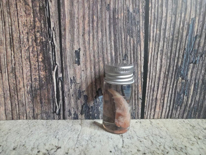 Wild Rabbit Penis Wet Specimen