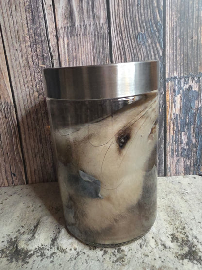 Virginia Opossum Head Wet Specimen (#4)