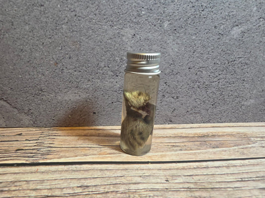 Grey Tortiseshell Cat Nose Wet Specimen