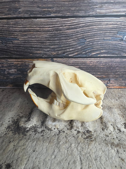 Beaver Skull (Broken Tooth)