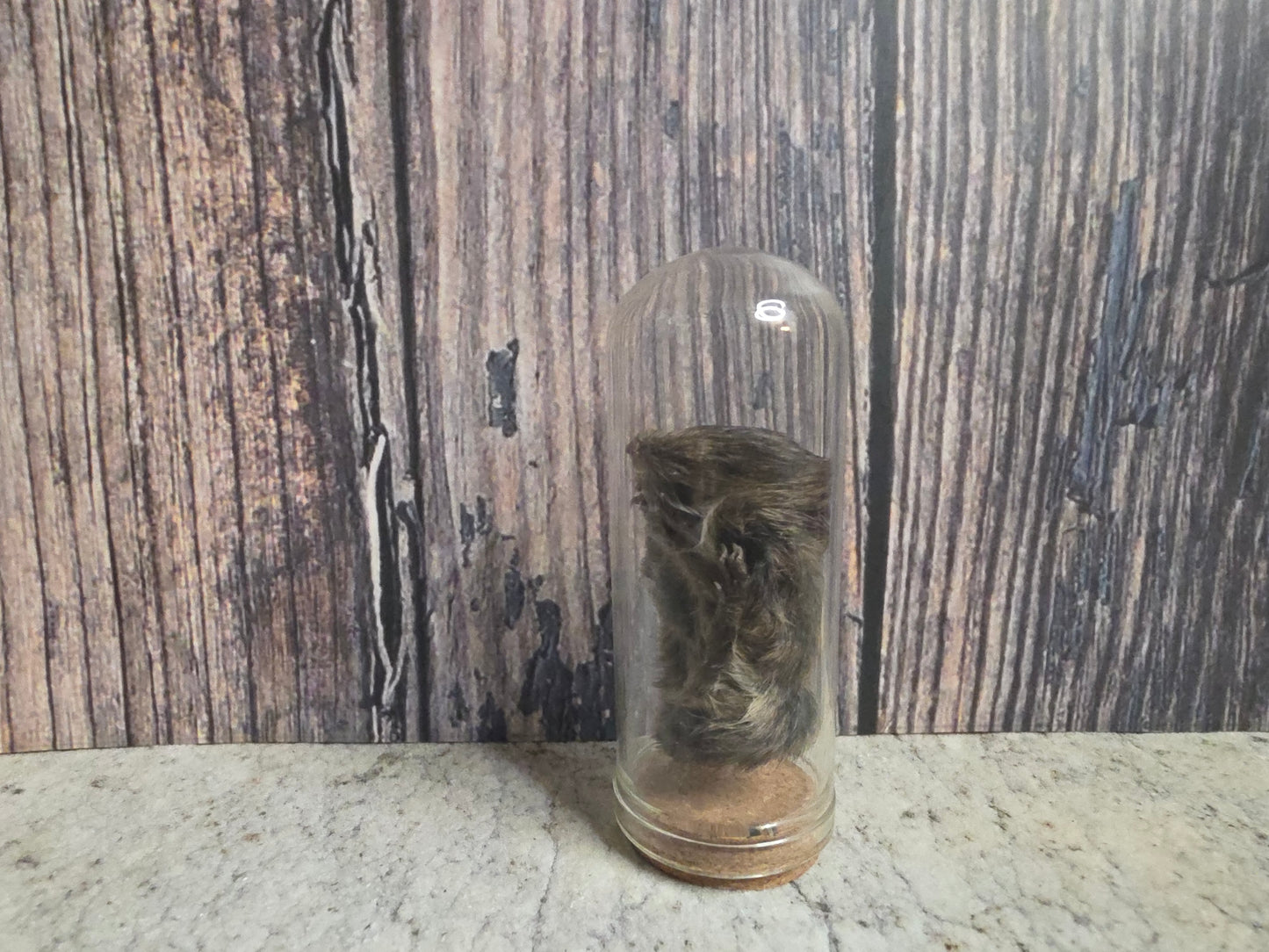 Dry Preserved Field Mouse Dome