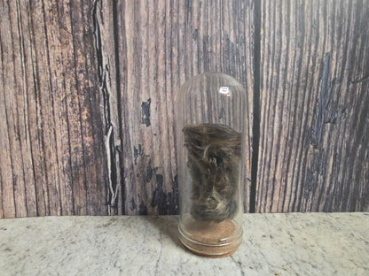 Dry Preserved Field Mouse Dome