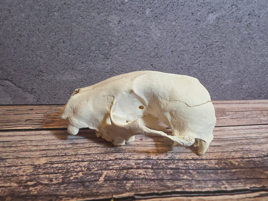 Craft Grade Raccoon Skull (Upper, Worn Canine)