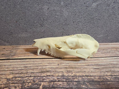 Imperfect Virgina Opossum Skull (SM Upper)