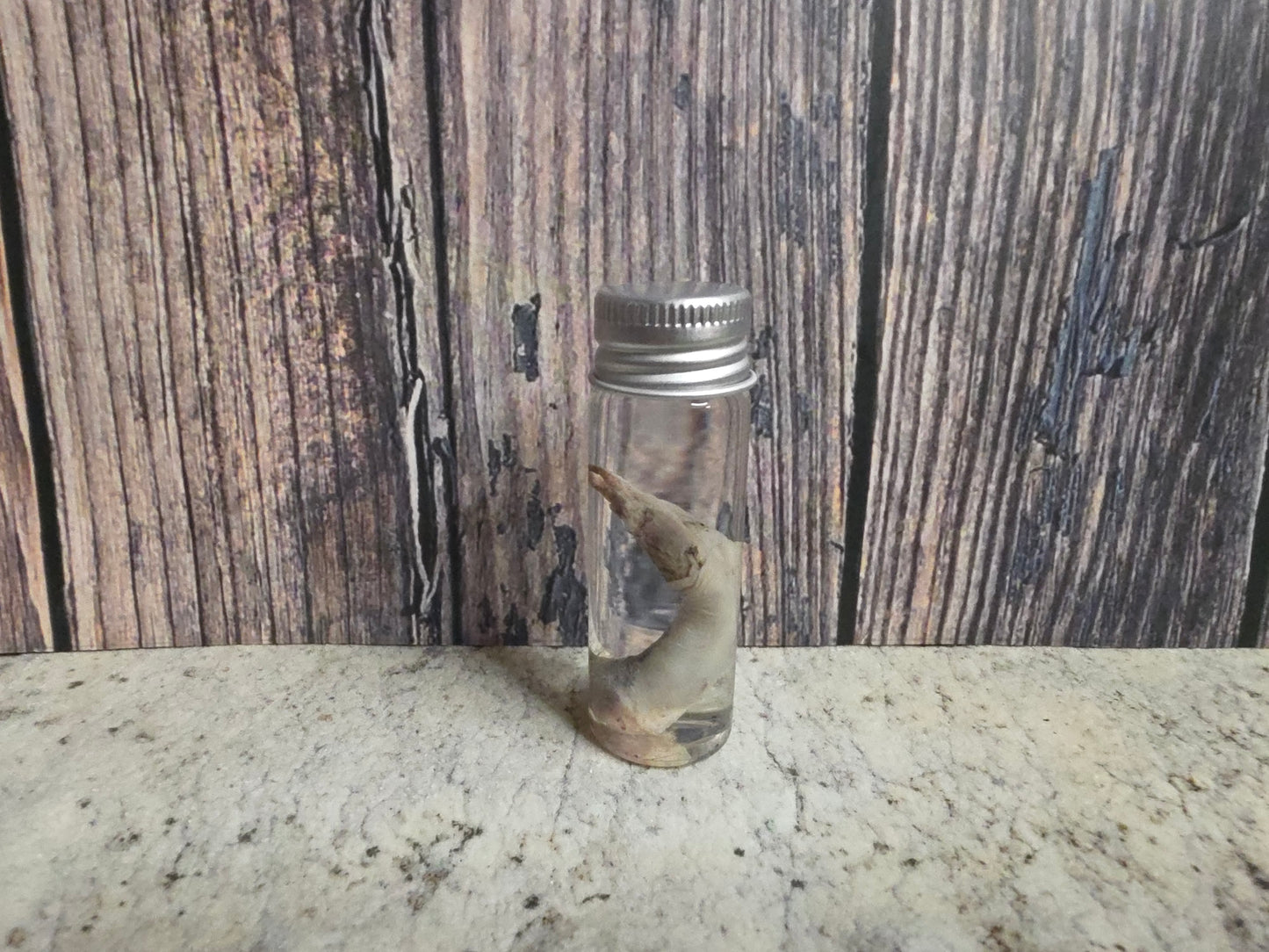 Virginia Opossum Penis Wet Specimen (#1)