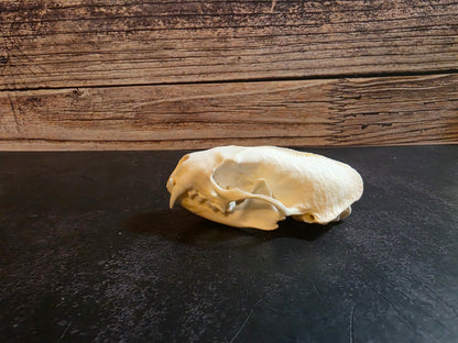 Mink Skull