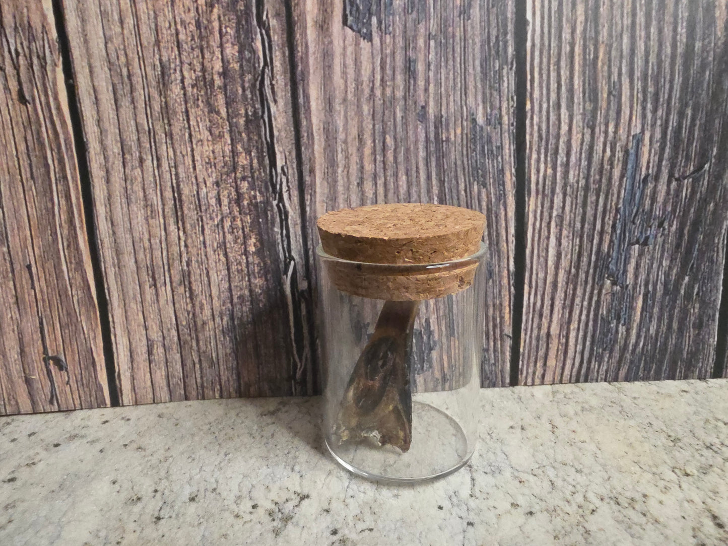 Dry Preserved Partial Turkey Beak Curio Vial (Cork Top)