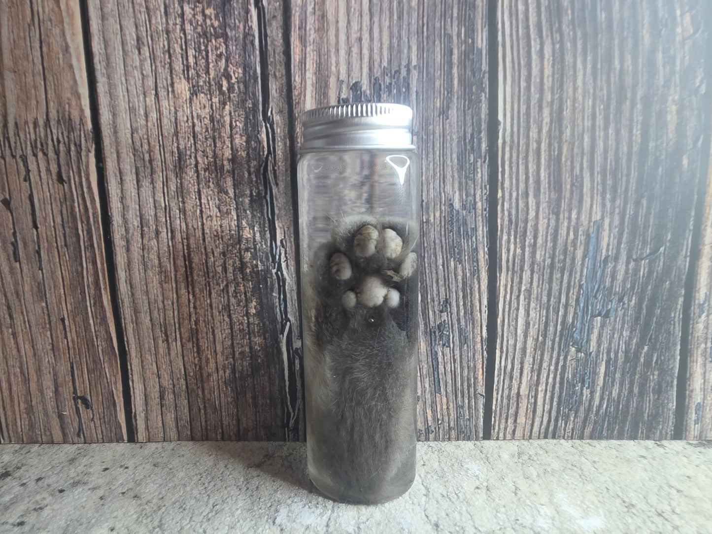 Grey Tabby Cat Paw Wet Specimen