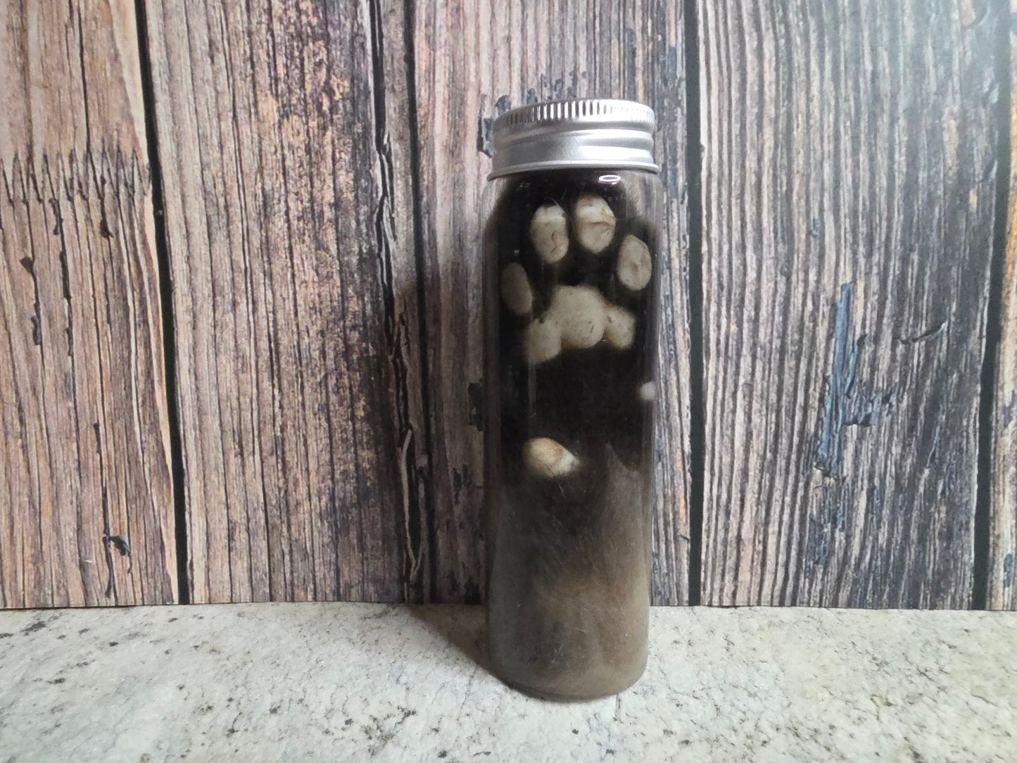 Siamese Cat Paw Wet Specimen