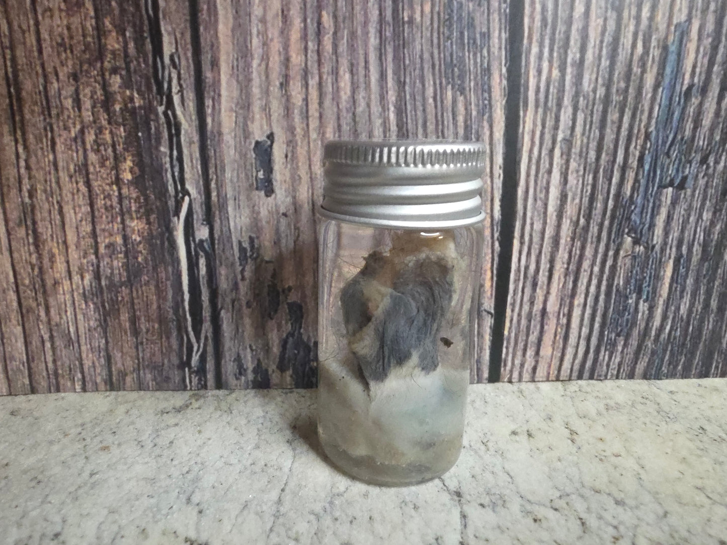 Virginia Opossum Testicles Wet Specimen (#4)