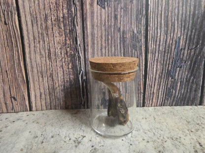 Dry Preserved Partial Turkey Beak Curio Vial (Cork Top)