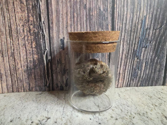 Paper Wasp Nest Curio Vial (Cork Top Lg)