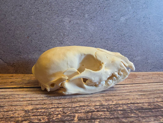 Juvenile Raccoon Skull