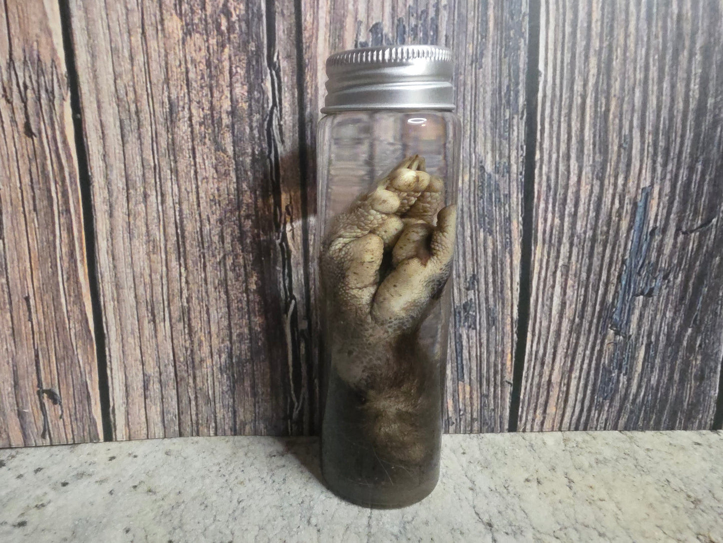 Virginia Opossum Back Paw Wet Specimen