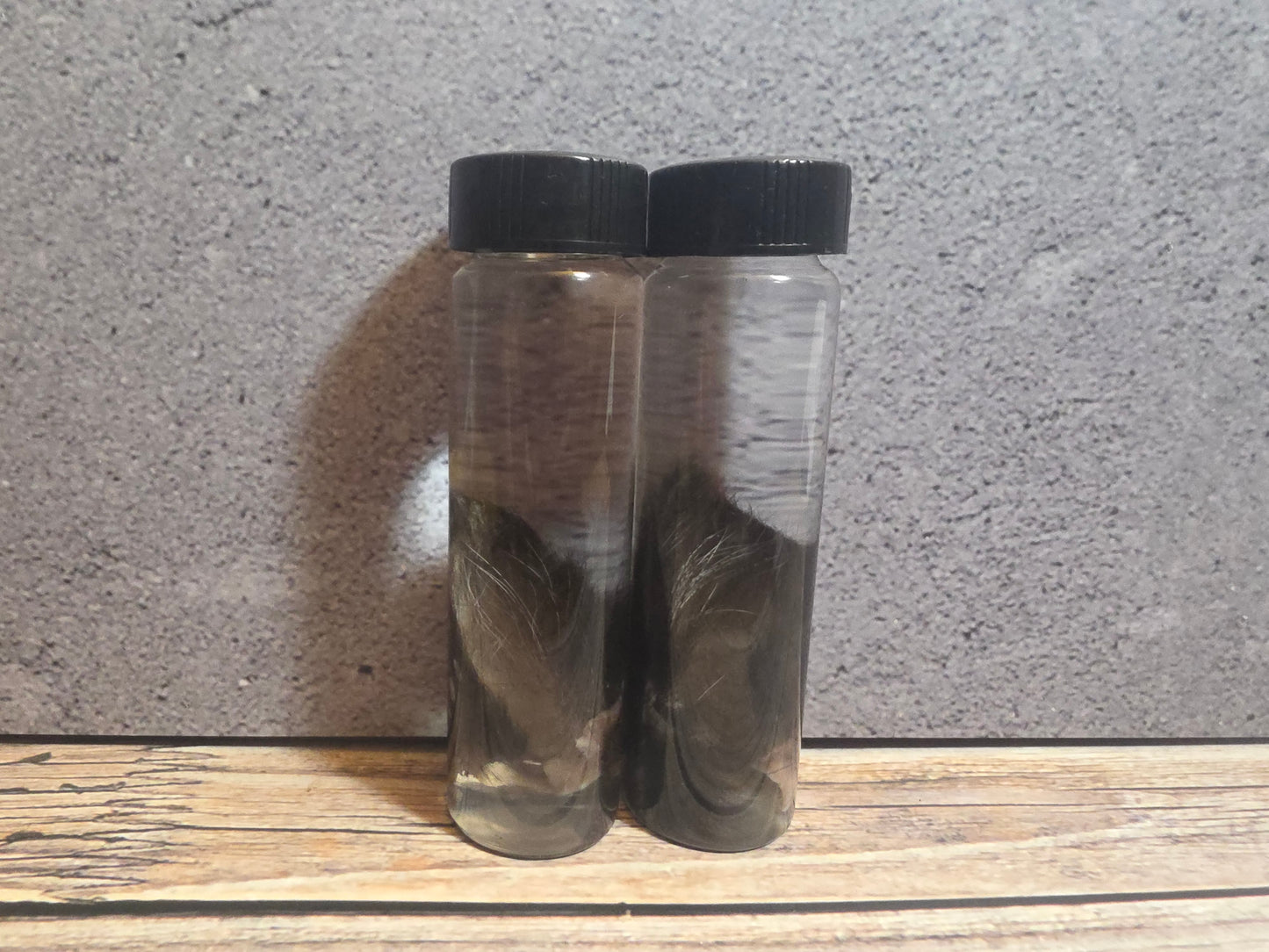 Tuxedo Kitten Ear Wet Specimen