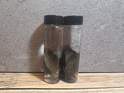 Tuxedo Kitten Ear Wet Specimen