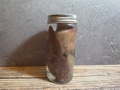 'Biblical Angel' Cat Heart And Lungs Wet Specimen