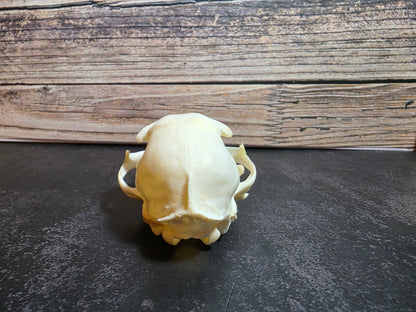 Domestic Cat Skull