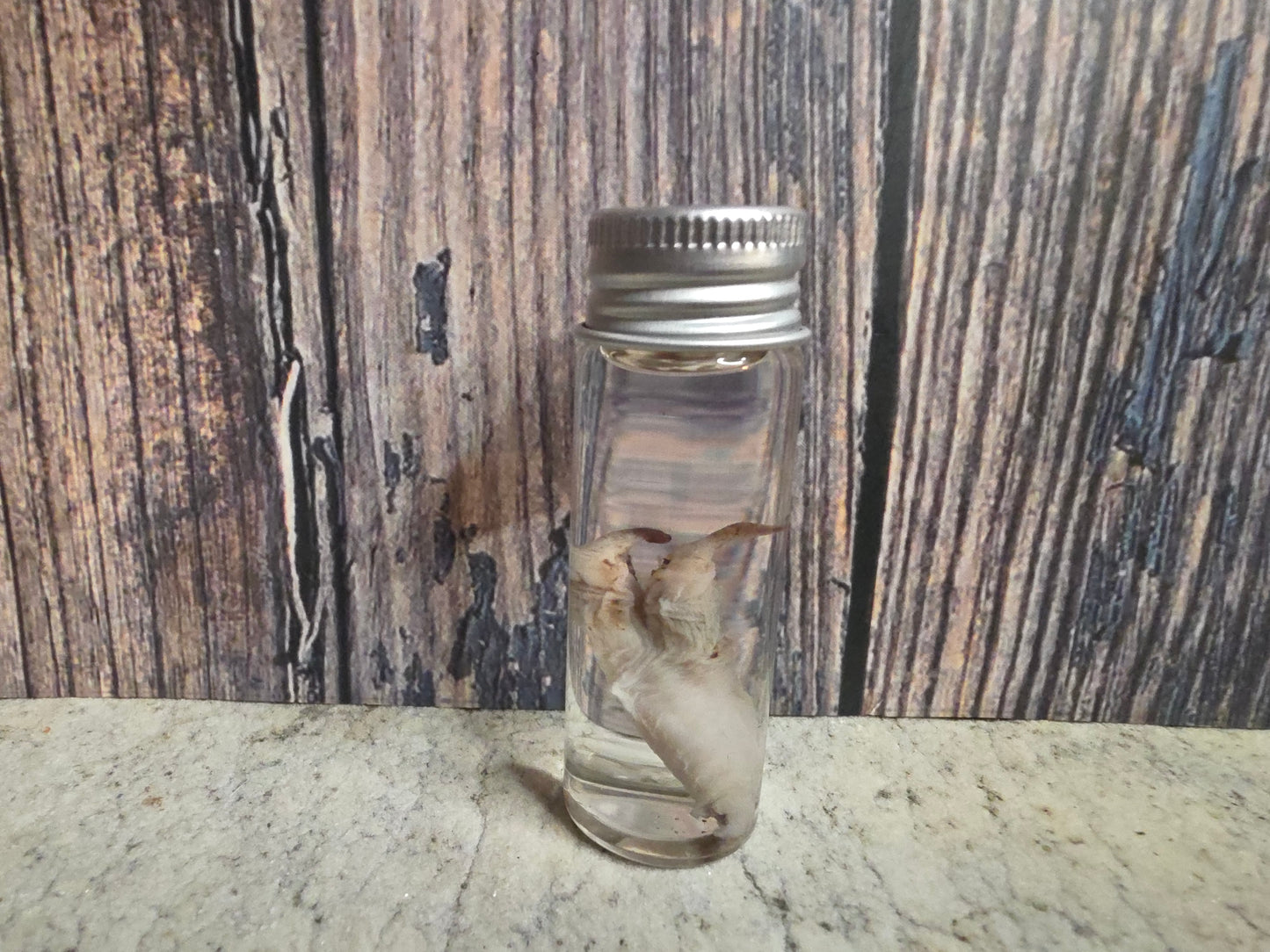 Virginia Opossum Penis Wet Specimen (#4)