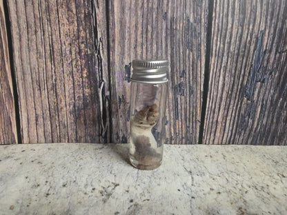 Virginia Opossum Penis Wet Specimen (#1)