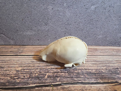 Partial Adolescent Raccoon Skull