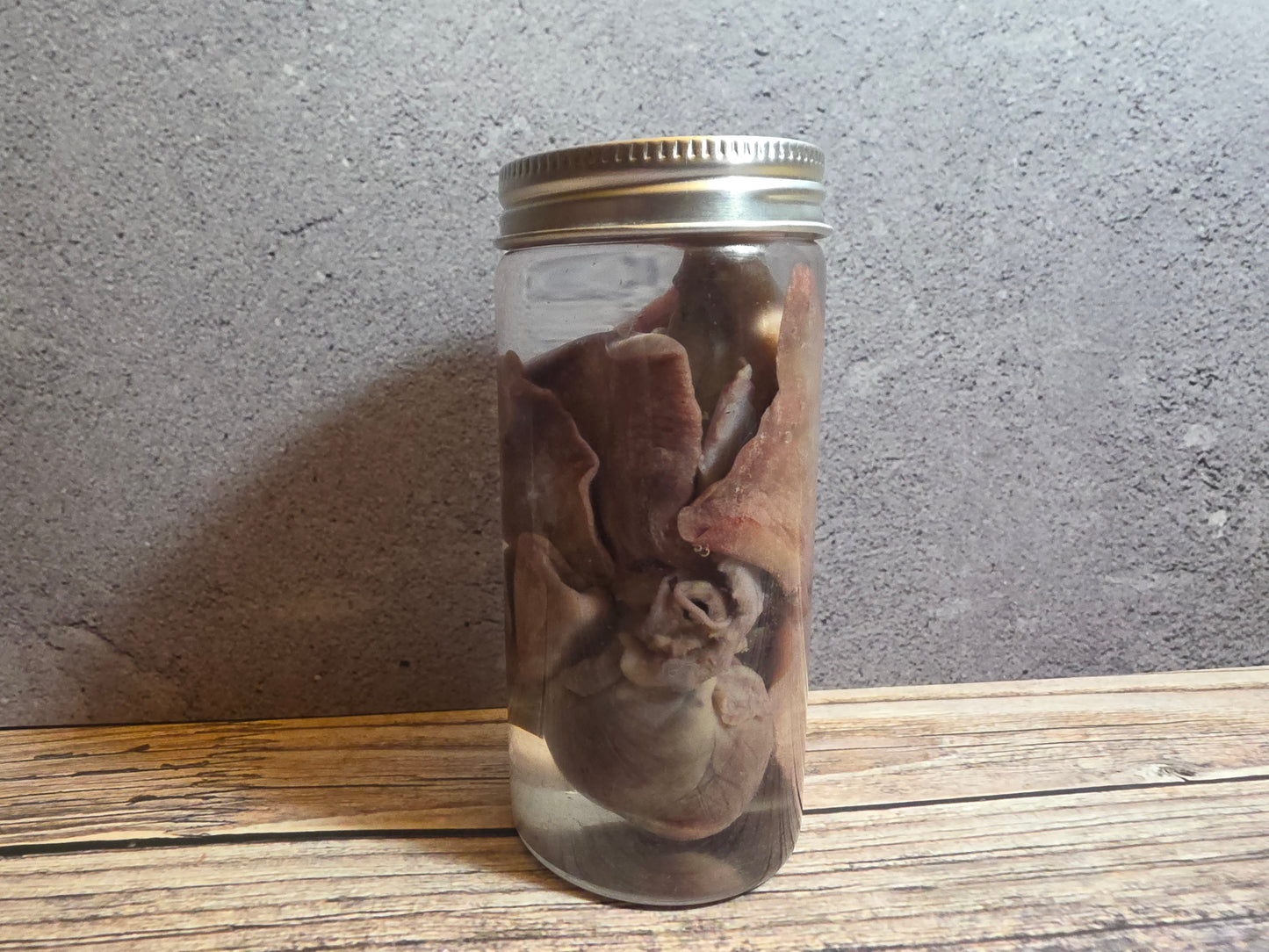 'Biblical Angel' Cat Heart And Lungs Wet Specimen