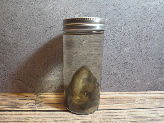 Grey Tortiseshell Cat Ear Wet Specimen