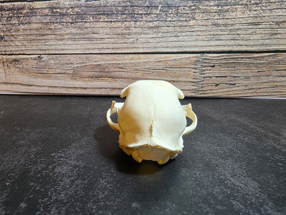 Small Domestic Cat Skull