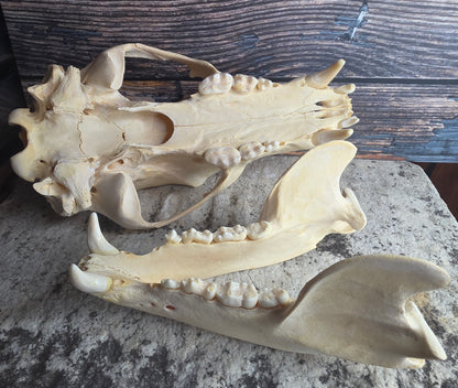Black Bear Skull (Missing Incisors)