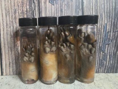 Squirrel Paw Wet Specimen