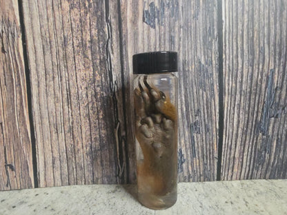 Squirrel Paw Wet Specimen