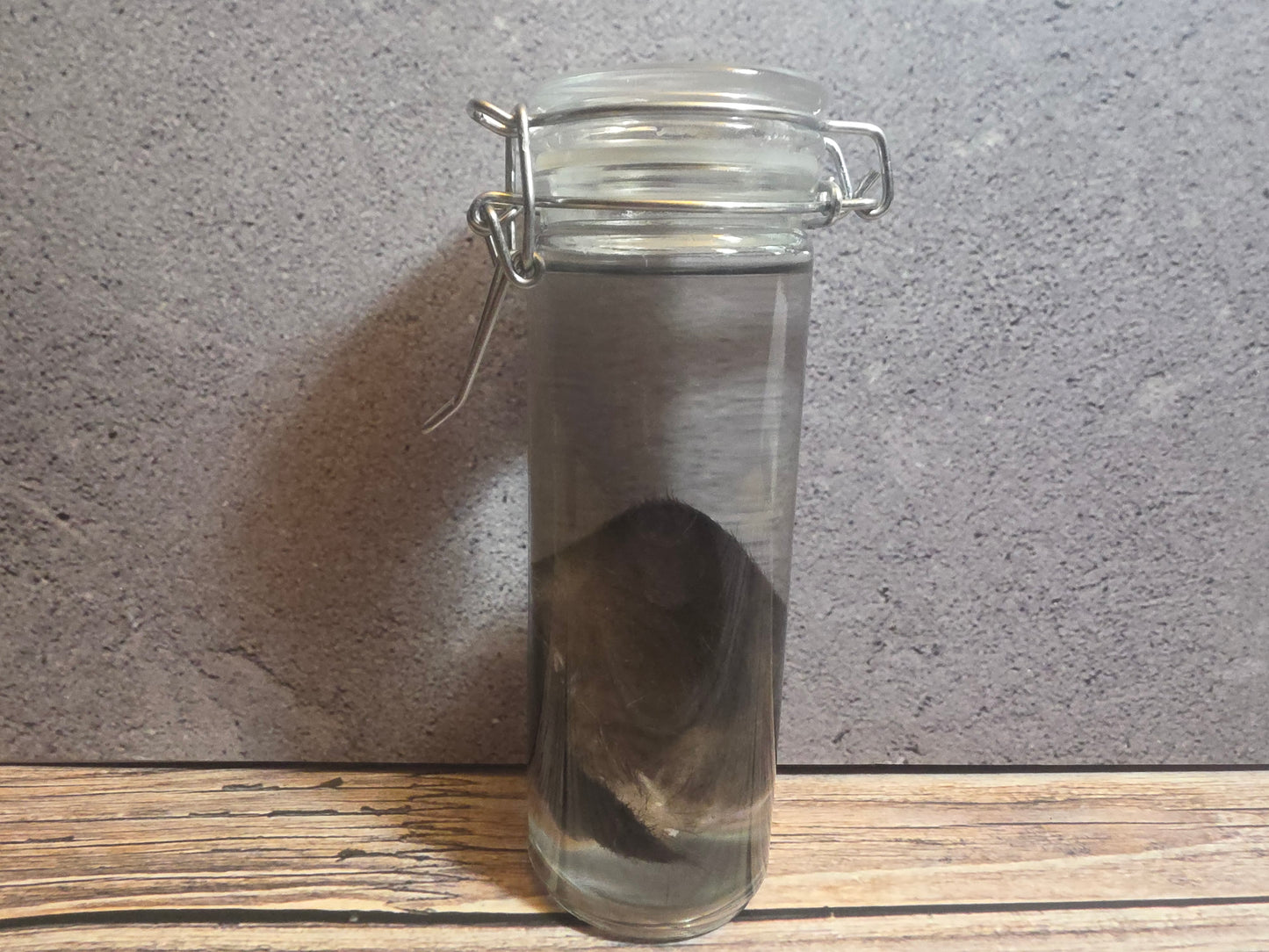 Black Cat Ear Wet Specimen