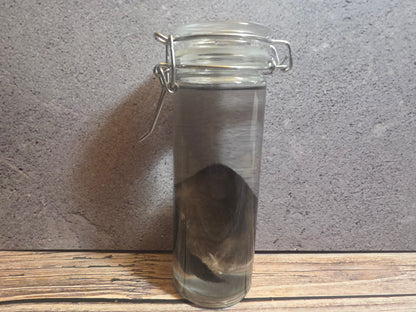 Black Cat Ear Wet Specimen