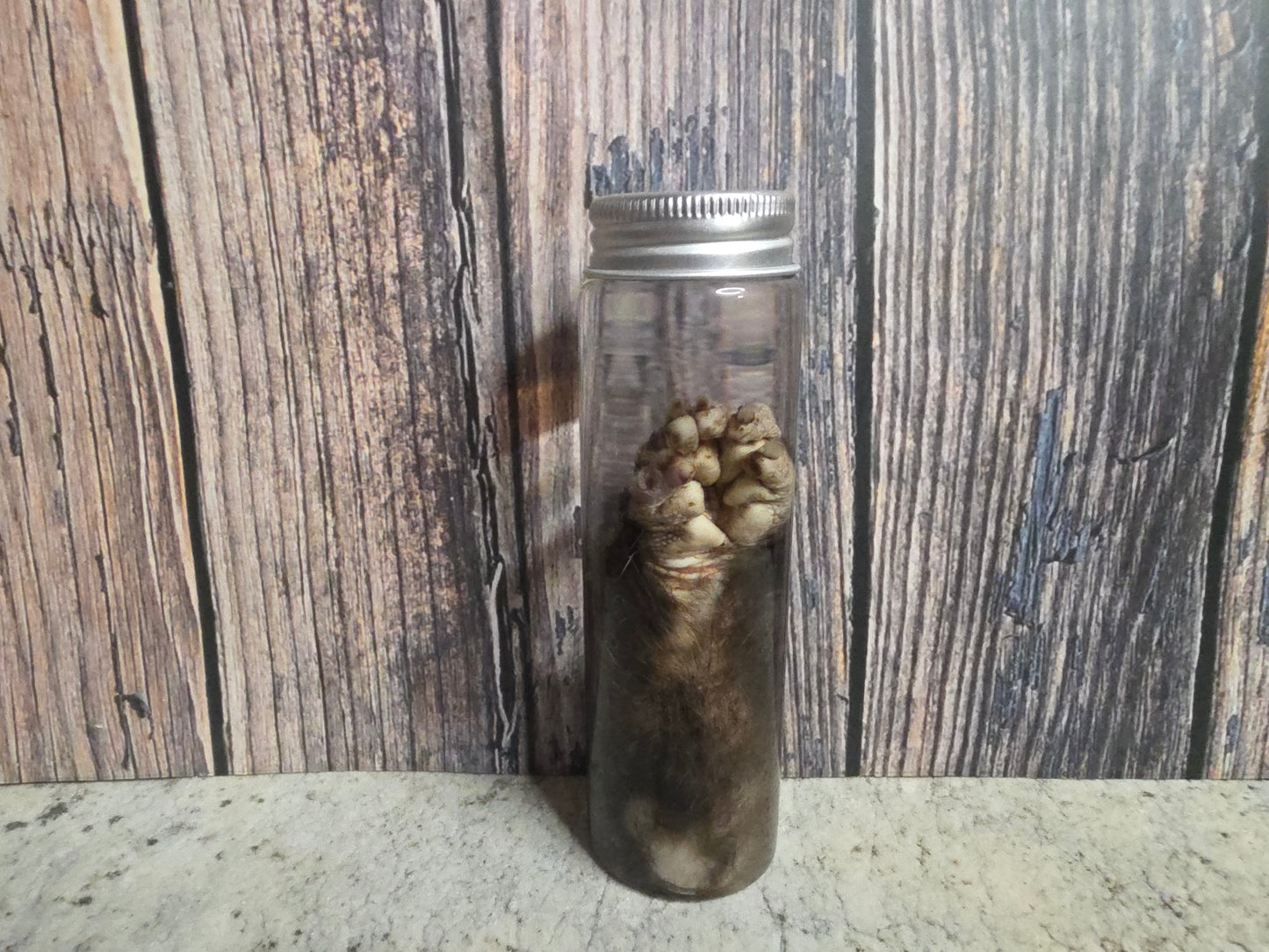 Virginia Opossum Front Paw Wet Specimen