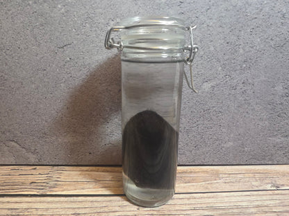 Black Cat Ear Wet Specimen
