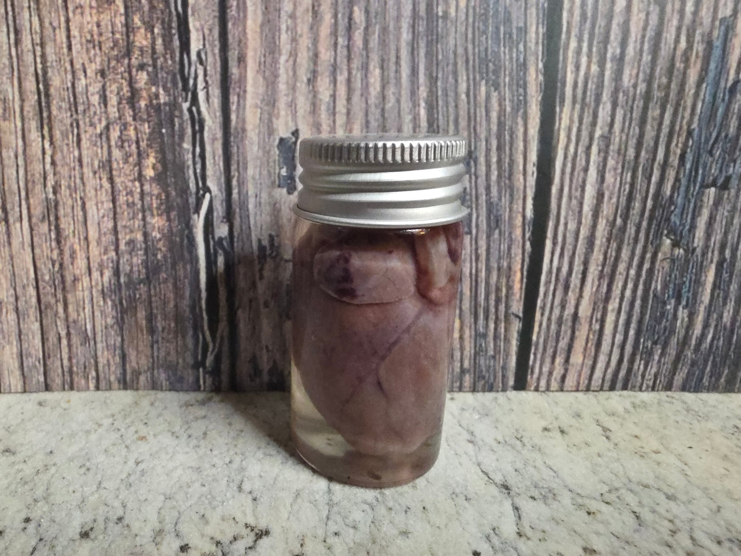 Imperfect Virginia Opossum Heart Wet Specimen (#1)