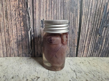 Imperfect Virginia Opossum Heart Wet Specimen (#1)