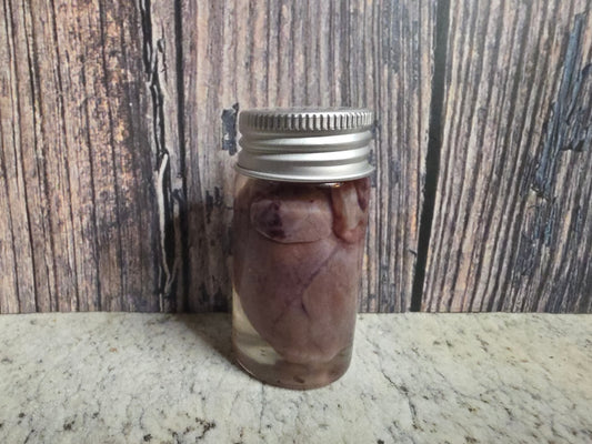 Imperfect Virginia Opossum Heart Wet Specimen (#1)
