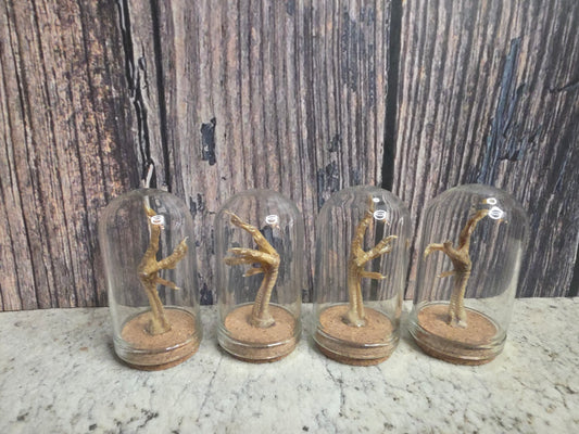 Domestic Chick Foot Dome