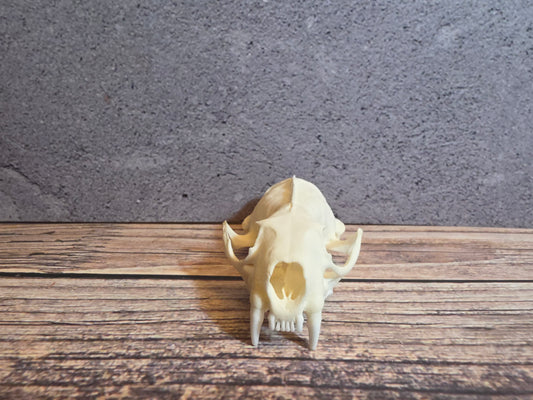 Mink Skull (Upper Half)